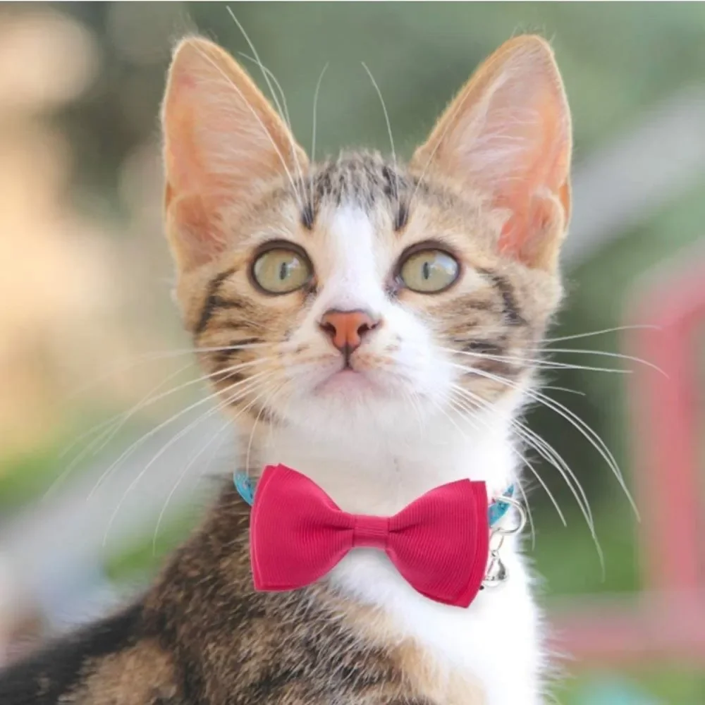 Cat 🐈 Collar With Bells 🔔